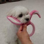犬の幼稚園 源くんとトレーニング
