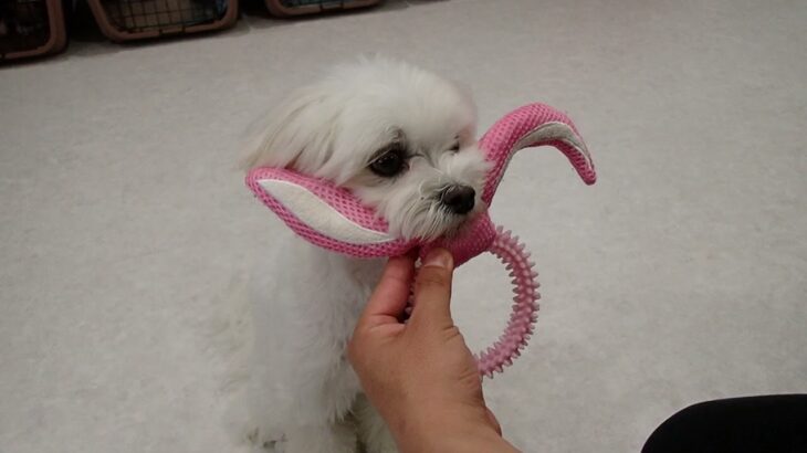 犬の幼稚園 源くんとトレーニング