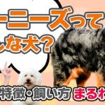 バーニーズマウンテンドッグってどんな犬？性格や特徴・しつけのポイントをドッグトレーナーが徹底解説