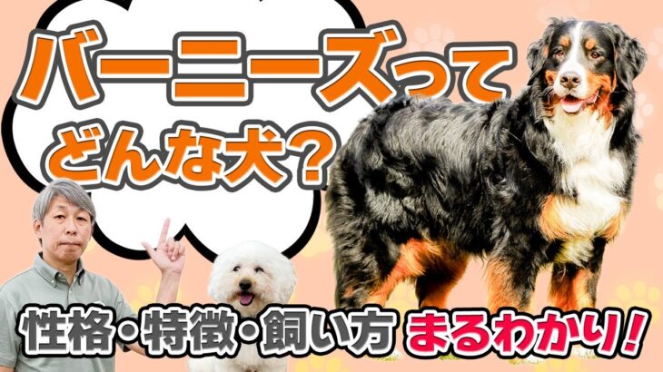 バーニーズマウンテンドッグってどんな犬？性格や特徴・しつけのポイントをドッグトレーナーが徹底解説