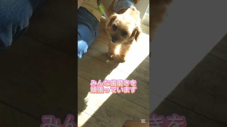 心と体の健康講座✨️#こいぬ#しつけ方#お手入れ