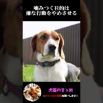 【子犬と成犬の噛む理由の違い】犬の雑学・噛む理由を理解しよう。 #犬 ＃犬の気持ち #プチ知識  #ゆっくり解説  ＃しつけ #心理学 #犬のいる生活  #愛犬