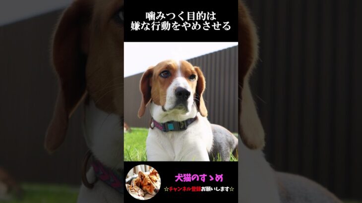 【子犬と成犬の噛む理由の違い】犬の雑学・噛む理由を理解しよう。 #犬 ＃犬の気持ち #プチ知識  #ゆっくり解説  ＃しつけ #心理学 #犬のいる生活  #愛犬
