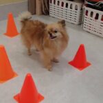 犬の幼稚園 くるみちゃんとトレーニング