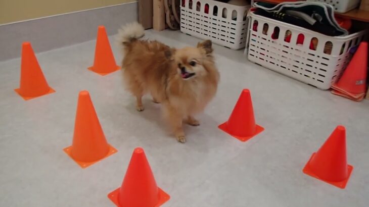 犬の幼稚園 くるみちゃんとトレーニング