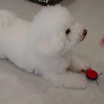 犬の幼稚園 ランディくんとトレーニング