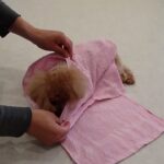 犬の幼稚園 アナちゃんとトレーニング