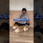 犬のしつけに困っている人はチャンネルアイコンをタップしてチャンネル登録しておいて！#ドッグトレーナー#犬のしつけ