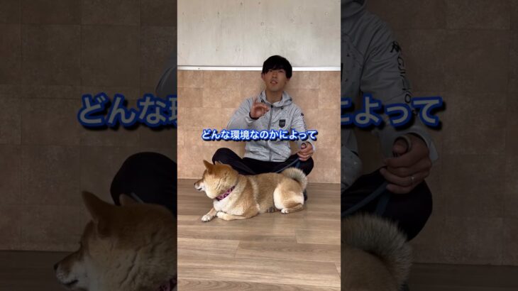 犬のしつけに困っている人はチャンネルアイコンをタップしてチャンネル登録しておいて！#ドッグトレーナー#犬のしつけ