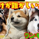 【ランキング】しつけが難かしい大型犬　こんなに可愛いのに躾は激ムズ！