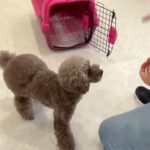 犬の幼稚園 雨ちゃんとトレーニング