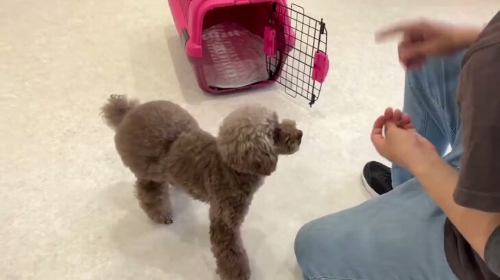 犬の幼稚園 雨ちゃんとトレーニング