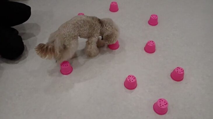 犬の幼稚園 ヴィーノくんとトレーニング
