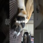 #可愛い犬動画 #柴犬 #柴犬 #豆柴しつけ #癒し #豆柴の日常