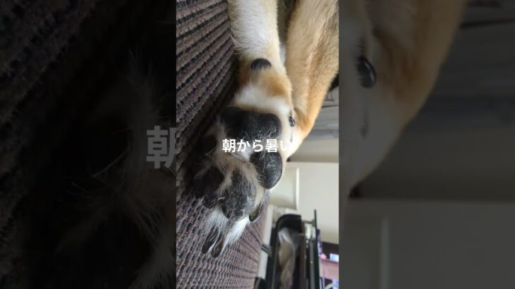 #可愛い犬動画 #柴犬 #柴犬 #豆柴しつけ #癒し #豆柴の日常