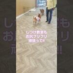 可愛いベイビー#豆柴#お尻フリフリ犬#かわいい犬#流行り曲#しつけ教室#ドックカフェ