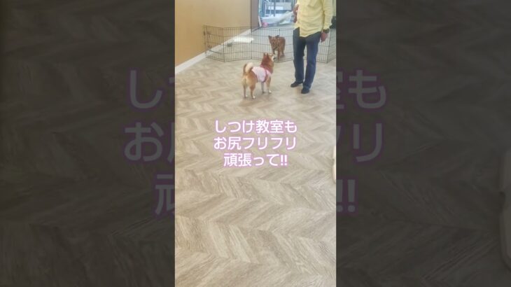 可愛いベイビー#豆柴#お尻フリフリ犬#かわいい犬#流行り曲#しつけ教室#ドックカフェ