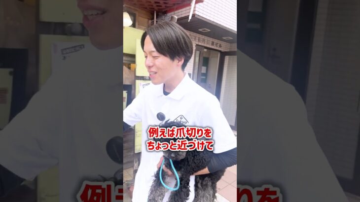 【犬しつけ】爪切りを噛む愛犬、どうすればいい？