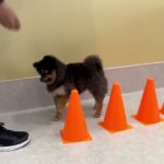 犬の幼稚園 こきりちゃんとトレーニング