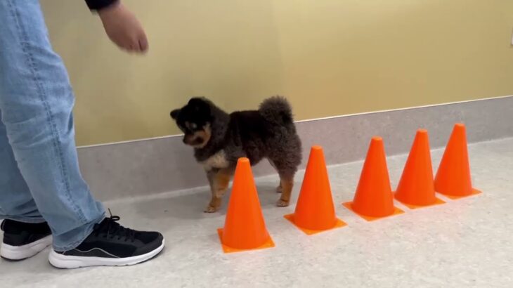 犬の幼稚園 こきりちゃんとトレーニング
