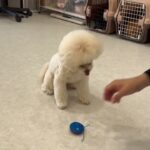 犬の幼稚園 空ちゃんとトレーニング