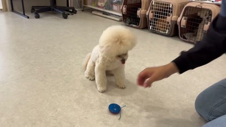 犬の幼稚園 空ちゃんとトレーニング