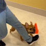 犬の幼稚園 レオくんとトレーニング