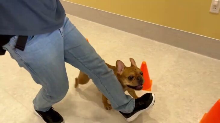 犬の幼稚園 レオくんとトレーニング
