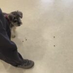 犬の幼稚園 ぺぺくんとトレーニング