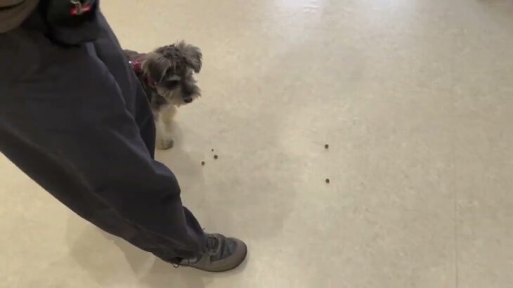 犬の幼稚園 ぺぺくんとトレーニング