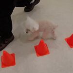 犬の幼稚園 バニラちゃんとトレーニング