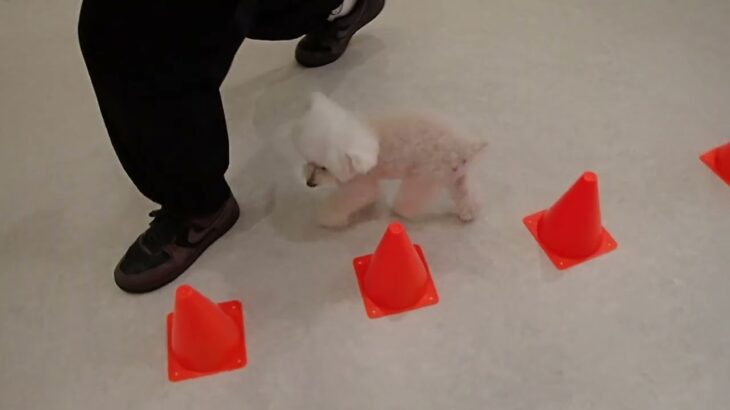 犬の幼稚園 バニラちゃんとトレーニング