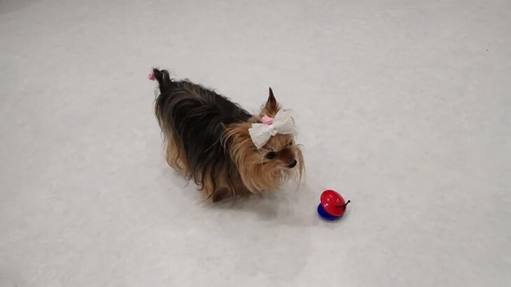 犬の幼稚園 花ちゃんとトレーニング