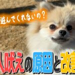 【犬　しつけ】通行人への吠えが止まらないポメラニアン！！