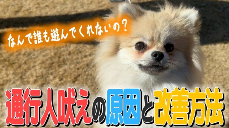 【犬　しつけ】通行人への吠えが止まらないポメラニアン！！