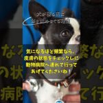 犬が寝る前に体を舐めまくる理由５選