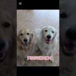 愛犬の写真を上手に撮る方法#ドッグトレーナー #犬のいる生活 #ドッグトレーニング #愛犬 #訓練 #犬しつけ #トイプードル