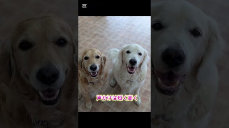愛犬の写真を上手に撮る方法#ドッグトレーナー #犬のいる生活 #ドッグトレーニング #愛犬 #訓練 #犬しつけ #トイプードル