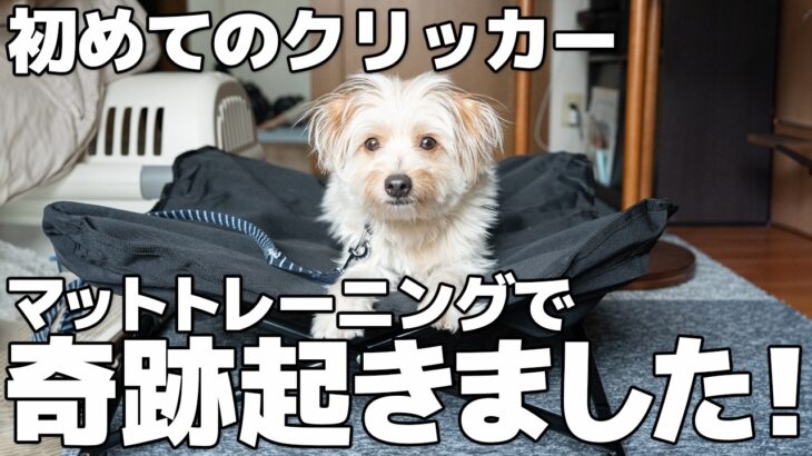 【感動】ポメプーが犬生初のクリッカーでマットトレーニングに挑戦したら奇跡が起きました【犬のしつけ】