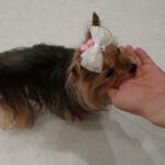 犬の幼稚園 花ちゃんとトレーニング