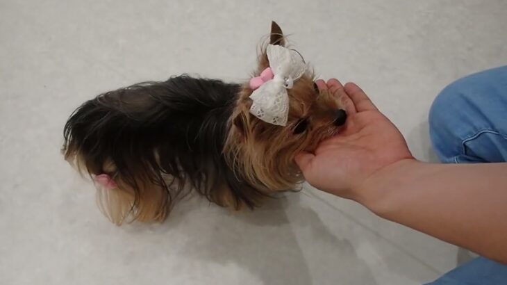 犬の幼稚園 花ちゃんとトレーニング