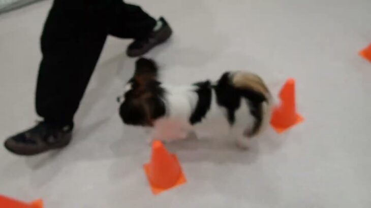 犬の幼稚園 ノエルくんとトレーニング