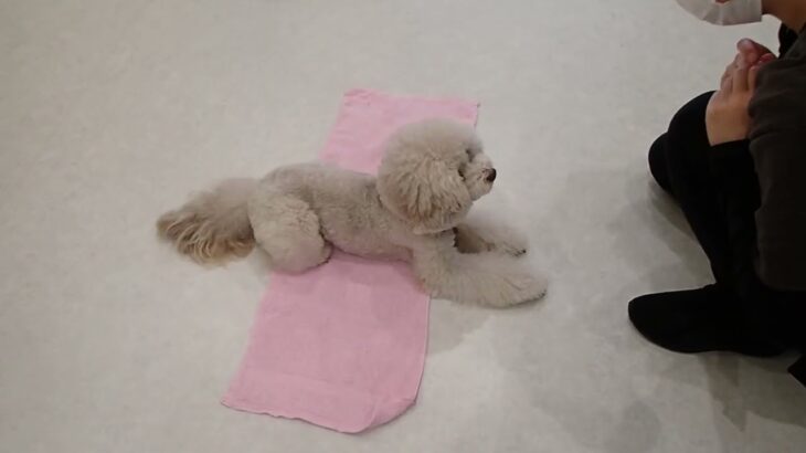 犬の幼稚園 ヴィーノくんとトレーニング