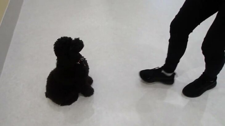 犬の幼稚園 かいくんとトレーニング
