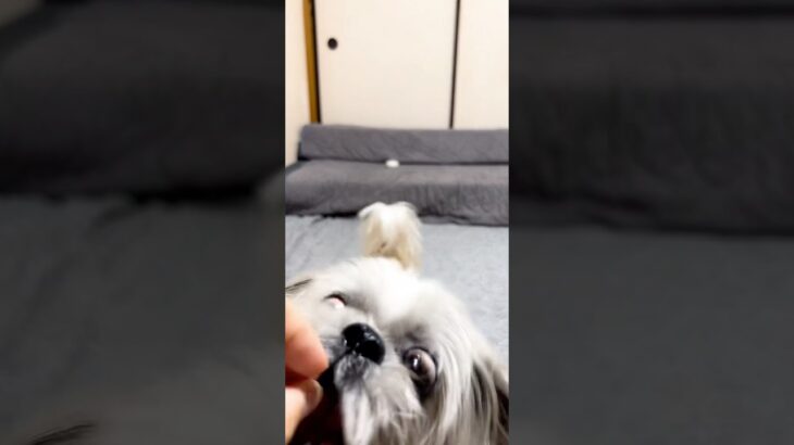 【犬のしつけ】犬と暮らすならこれくらいできてあたりまえ
