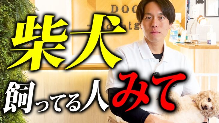 【現場の声】柴犬ってどんな犬種？プロドッグトレーナーが特徴と飼い方を解説