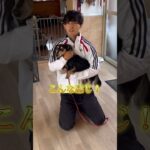 犬のしつけに困っている人はチャンネルアイコンをタップしてチャンネル登録しておいて！#ドッグトレーナー#犬のしつけ