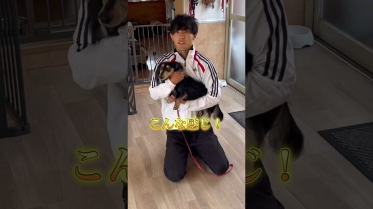犬のしつけに困っている人はチャンネルアイコンをタップしてチャンネル登録しておいて！#ドッグトレーナー#犬のしつけ