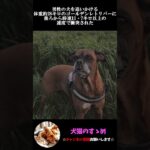 【犬と人が引き起こした事故の最新のニュース】#犬 ＃事故＃ニュース #プチ知識  #ゆっくり解説  ＃しつけ #心理学 #犬のいる生活  #愛犬