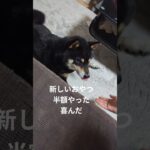 おやつ大好き#可愛い犬動画 #可愛い #柴犬 #豆柴しつけ #癒し